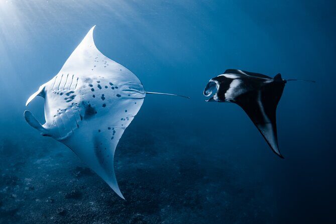 Offshore Safari Adventure in Kona with Underwater Videos - Who is This Tour Best For?