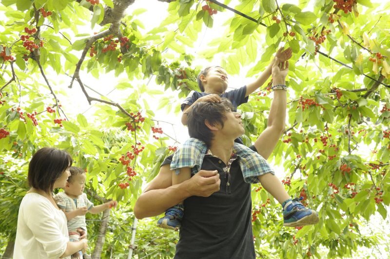Ohashi Cherry Farm Admission + Fruit Picking in Furano Ashibetsu - Key things to know