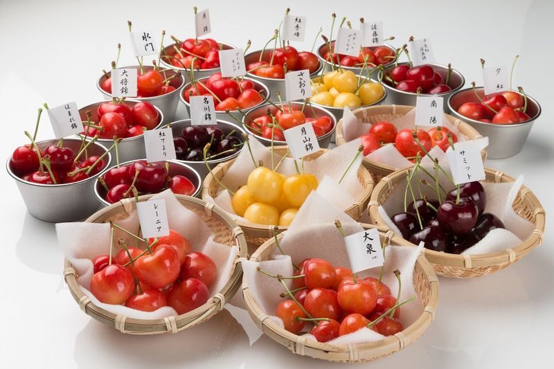 Ohashi Cherry Farm Admission + Fruit Picking in Furano Ashibetsu - A Furano-season stop with a delicious purpose