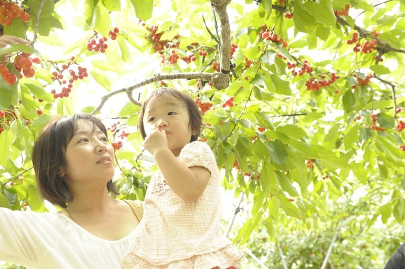 Ohashi Cherry Farm Admission + Fruit Picking in Furano Ashibetsu - How the orchard visit works