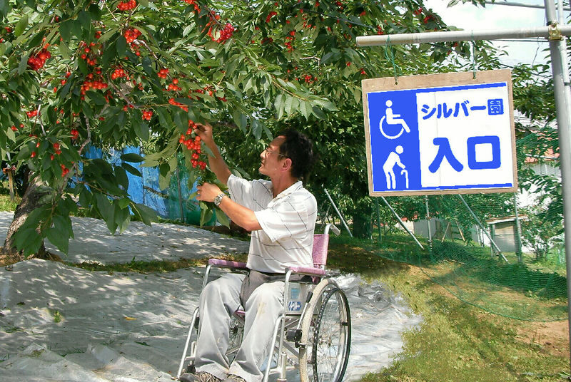 Ohashi Cherry Farm Admission + Fruit Picking in Furano Ashibetsu - Eat freely, take-home fruit costs extra