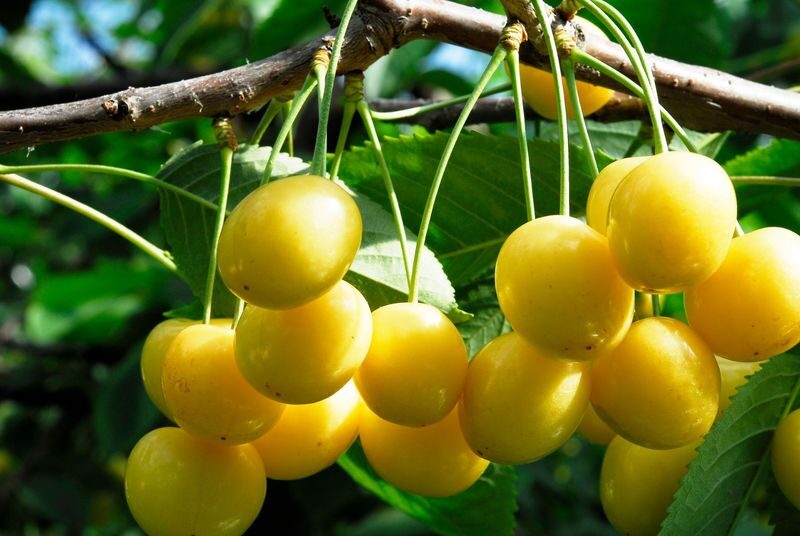 Ohashi Cherry Farm Admission + Fruit Picking in Furano Ashibetsu - Timing your visit around the season