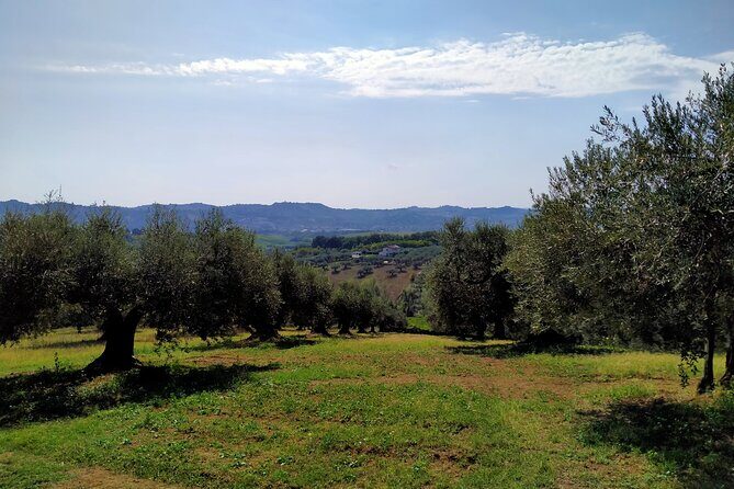 Oil Mill Private Tour with Guided Oil Tasting - Why You Should Consider This Olive Oil Tour