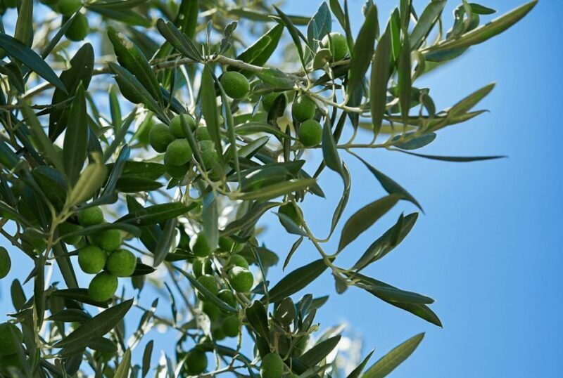 Oil & Wine Tasting - Discover Authentic Sicilian Flavors at Baglio Ingardia
