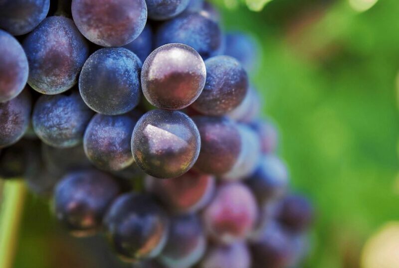 Oil & Wine Tasting - Who Should Consider This Tour?