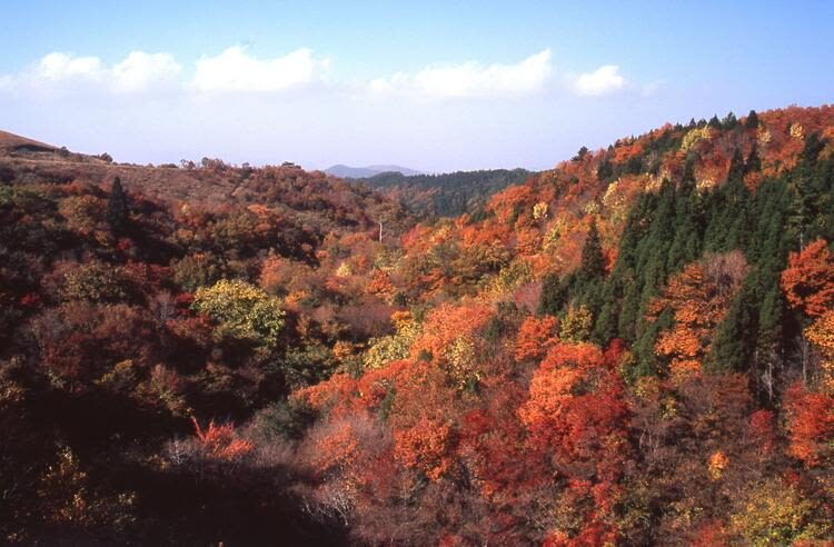 Oita Autumn Foliage Day Trip | Kokonoe "Yume" Otsushashi Bridge / Kyusuikei / Keiseien / Hitome Hakkei (Departing from Fukuoka) - Timing, foliage and the long ride back