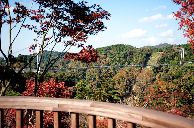 Oita Autumn Foliage Day Trip | Kokonoe "Yume" Otsushashi Bridge / Kyusuikei / Keiseien / Hitome Hakkei (Departing from Fukuoka) - Should you book the Oita foliage day trip?