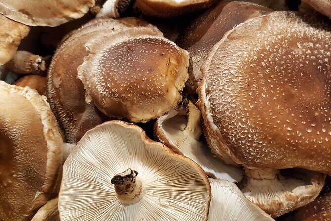 Oita: Shiitake Mushroom Farm Tour & Tasting - A Close Look at the Shiitake Mushroom Farm Tour in Oita