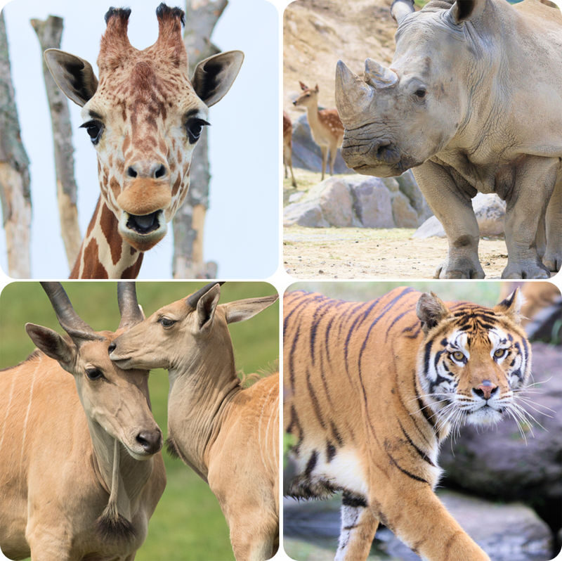Oita: Yufuin & Kyushu Natural Animal Park & Umi Jigoku & Dazaifu & Beppu Ropeway Day Trip (From Fukuoka) - What changes on the Dazaifu Cultural Prayer Tour