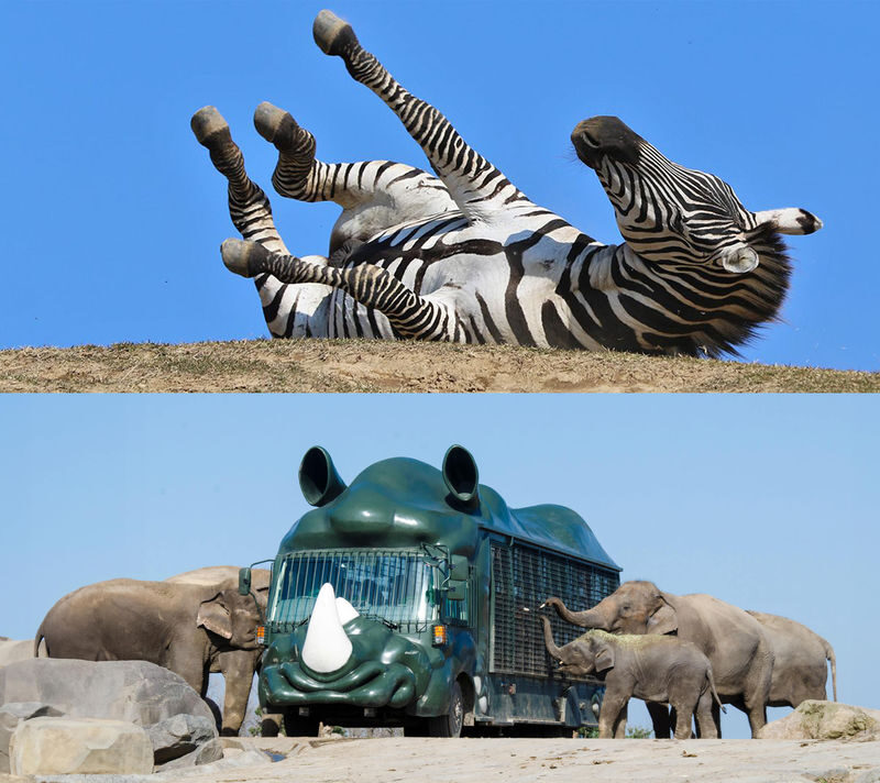 Oita: Yufuin & Kyushu Natural Animal Park & Umi Jigoku & Dazaifu & Beppu Ropeway Day Trip (From Fukuoka) - Guides, language and the group-tour rhythm