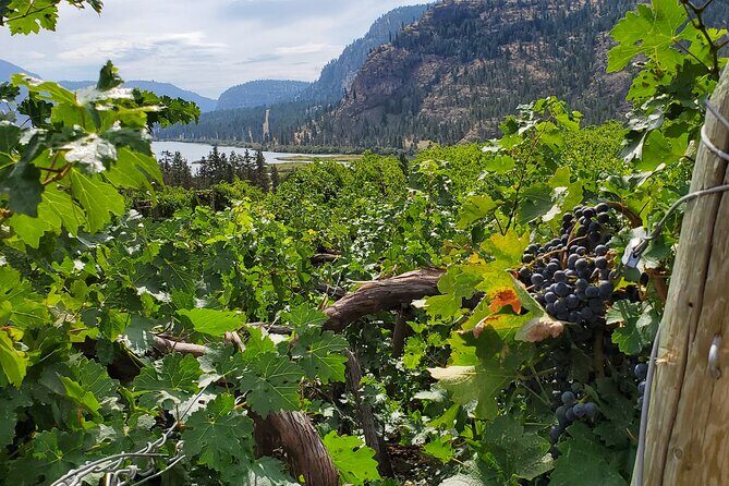 Okanagan Falls Private Wine Tour - Full Day - A Deep Dive into the Okanagan Falls Private Wine Tour