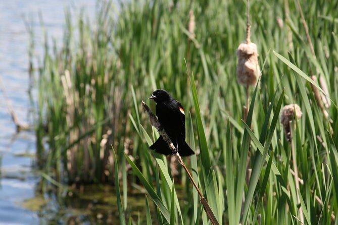 Okanagan Valley Discovery Tour - Practical Details and Tips