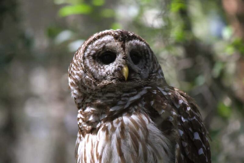 Okefenokee Swamp: Guided Boat Tour with a Local Naturalist - The Experience in Detail