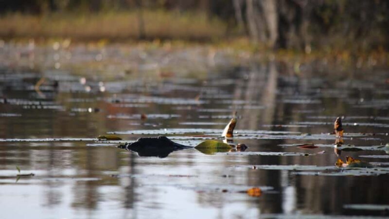 Okefenokee Swamp: Guided Boat Tour with a Local Naturalist - FAQ