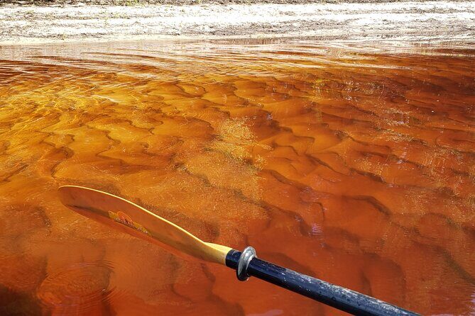 Okefenokee Swamp: Guided Kayak Tour with a Local Naturalist - FAQ: Your Questions About the Okefenokee Kayak Tour Answered