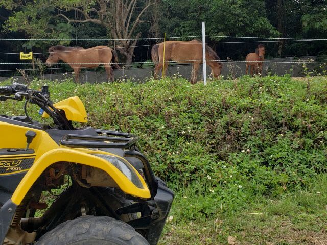 Okinawa ATV Jungle Buggy Tour | No License Required, Rain or Shine, Ages 5+ Welcome | Nago/Nanjo Locations Available - The family rules need a careful check