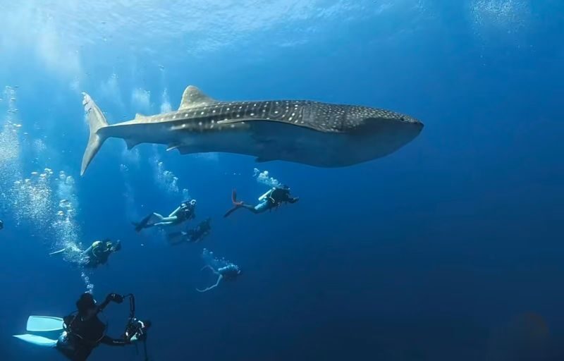Okinawa Blue Cave Snorkeling + Whale Shark Swimming/Diving Day Trip (Includes Pickup + Lunch) - At a glance