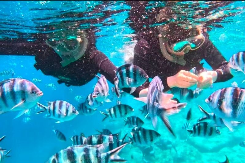 Okinawa Blue Cave Snorkeling + Whale Shark Swimming/Diving Day Trip (Includes Pickup + Lunch) - The Blue Cave, Okinawa’s brightest underwater stop
