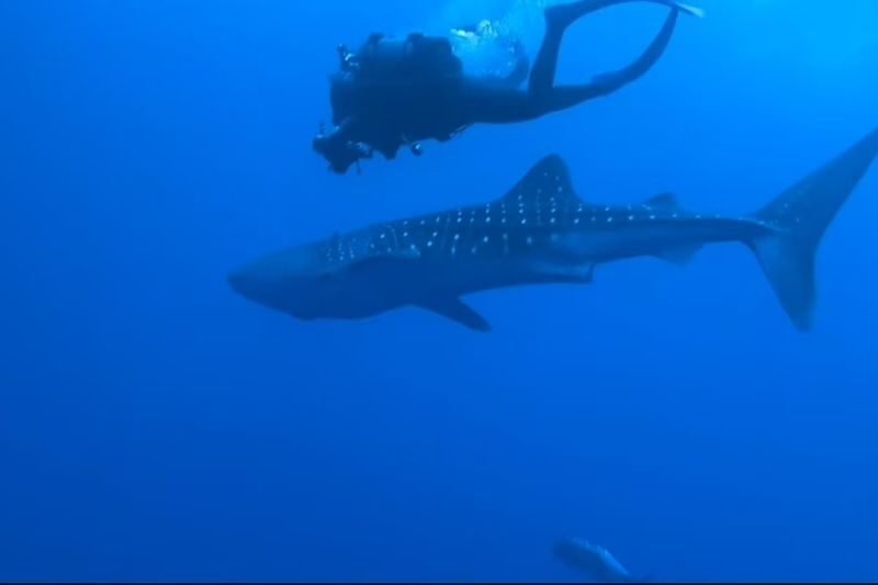 Okinawa Blue Cave Snorkeling + Whale Shark Swimming/Diving Day Trip (Includes Pickup + Lunch) - Meeting whale sharks in a designated area