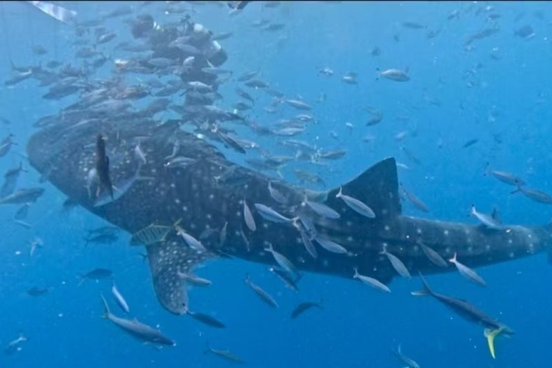 Okinawa Blue Cave Snorkeling + Whale Shark Swimming/Diving Day Trip (Includes Pickup + Lunch) - Lunch, return, and a full day at sea