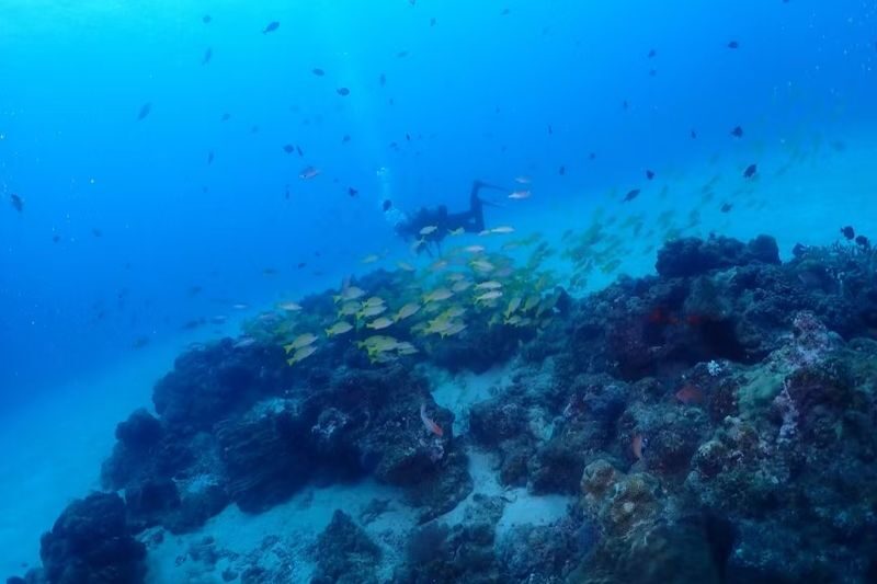 Okinawa Blue Cave Snorkeling + Whale Shark Swimming/Diving Day Trip (Includes Pickup + Lunch) - What the price covers, and what it does not