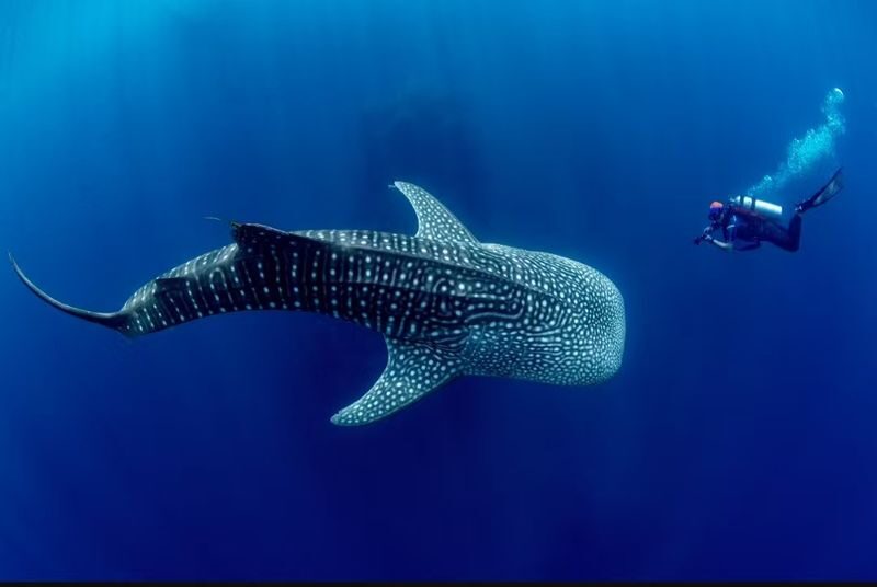 Okinawa Blue Cave Snorkeling + Whale Shark Swimming/Diving Day Trip (Includes Pickup + Lunch) - Weather, safety, and the details to settle beforehand