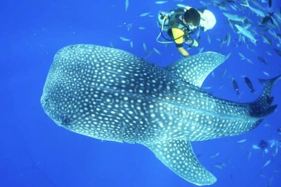 Okinawa Blue Cave Snorkeling + Whale Shark Swimming/Diving Day Trip (Includes Pickup + Lunch) - Who will get the most from this trip