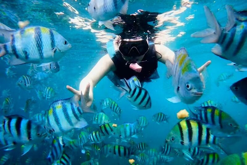 Okinawa Blue Cave Snorkeling + Whale Shark Swimming/Diving Day Trip (Includes Pickup + Lunch) - Should you book it?