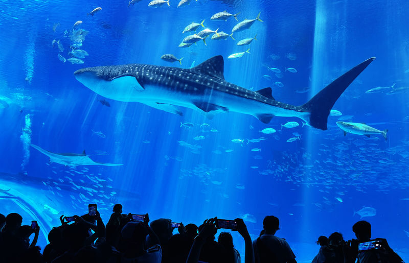 Okinawa Churaumi Aquarium & Kouri Island Full-Day Sightseeing Bus Tour - Key points before you book
