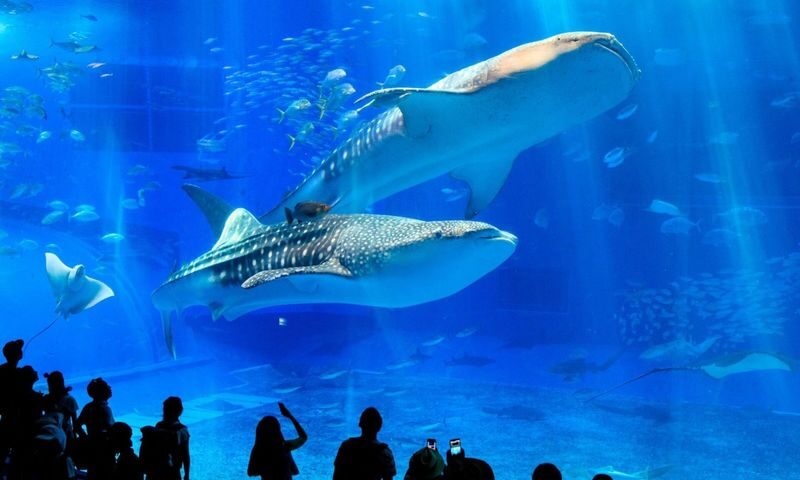 Okinawa Churaumi Aquarium & Kouri Island Full-Day Tour - At a glance