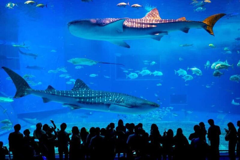 Okinawa: Churaumi Aquarium, Manzamo, Kouri Island Tour - Key Points