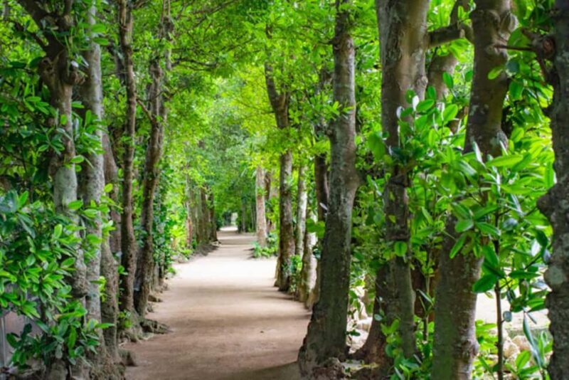 Okinawa: Churaumi Aquarium, Manzamo, Kouri Island Tour - Practical Details and Tips