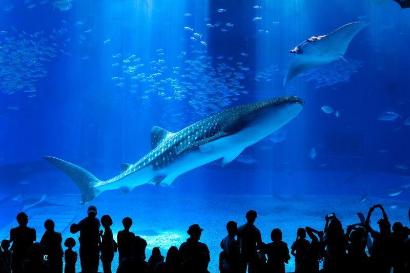Okinawa Churaumi Aquarium Ticket - The whale sharks set the scale