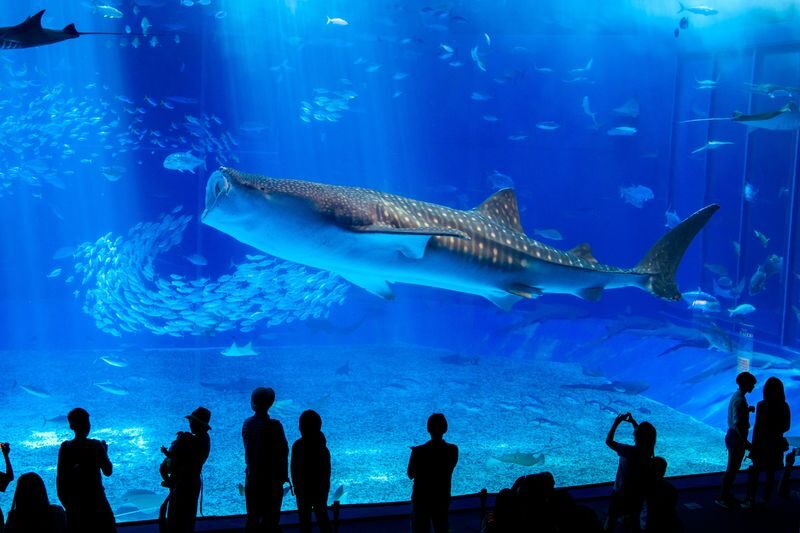 Okinawa Churaumi Aquarium Ticket - Start with Okinawa’s coral waters