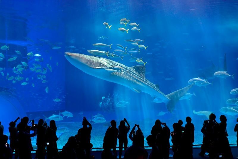 Okinawa Churaumi Aquarium Ticket - Read the Kuroshio Sea Tank slowly
