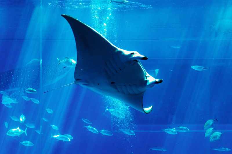 Okinawa Churaumi Aquarium Ticket - Look beyond the main aquarium