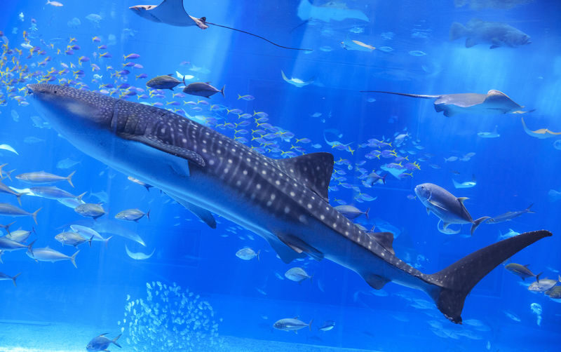Okinawa Churaumi Aquarium Ticket - Plan two to three hours, or longer