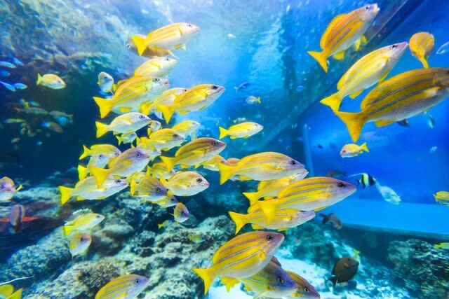 Okinawa Churaumi Aquarium Ticket - Is the ticket good value?
