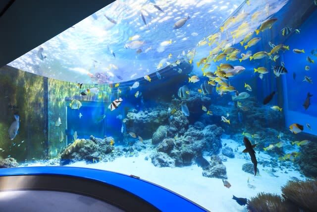 Okinawa Churaumi Aquarium Ticket - A few practical details before you go