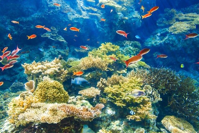 Okinawa Churaumi Aquarium Ticket - Who should book Churaumi Aquarium?