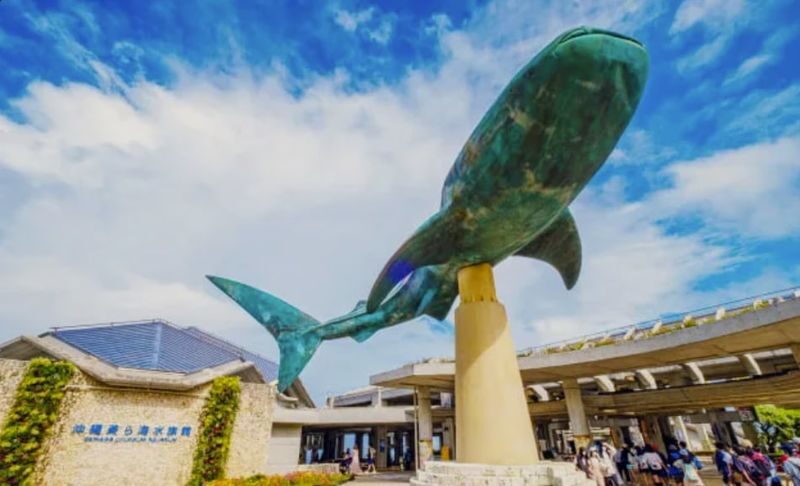 Okinawa day trip private car charter - choose from classic routes & pick-up/drop-off from north/central/south/cruise port/airport/hotel + customizable itinerary - Churaumi Aquarium: give the Kuroshio Sea time