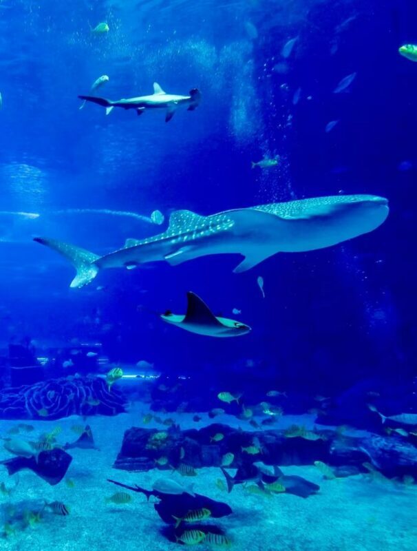 Okinawa day trip private car charter - choose from classic routes & pick-up/drop-off from north/central/south/cruise port/airport/hotel + customizable itinerary - What the private charter costs, and what it covers