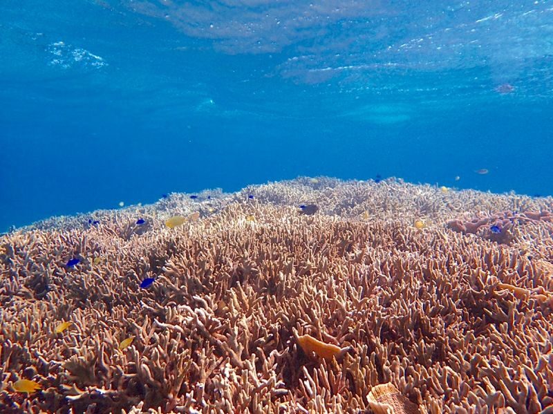 Okinawa Dream Reef | Easy Boat Trip! Snorkeling & Scuba Diving Experience | Free Unlimited Photos & Videos | Chinese Coach - Choose the water time that suits you
