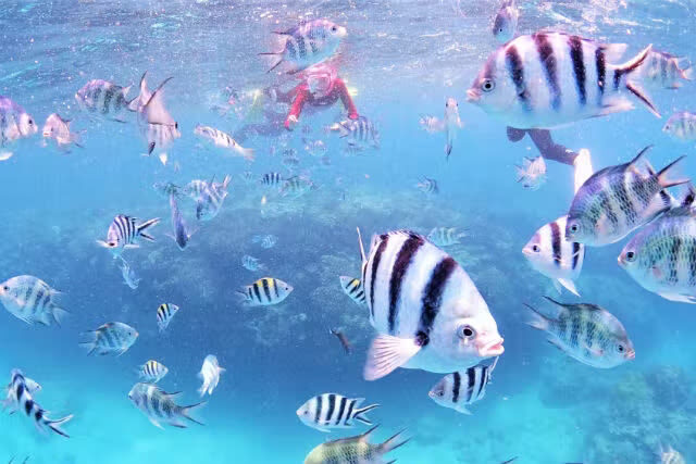 Okinawa EGG diving Cosplay & Snorkeling Experience - What happens at Sakimotobu