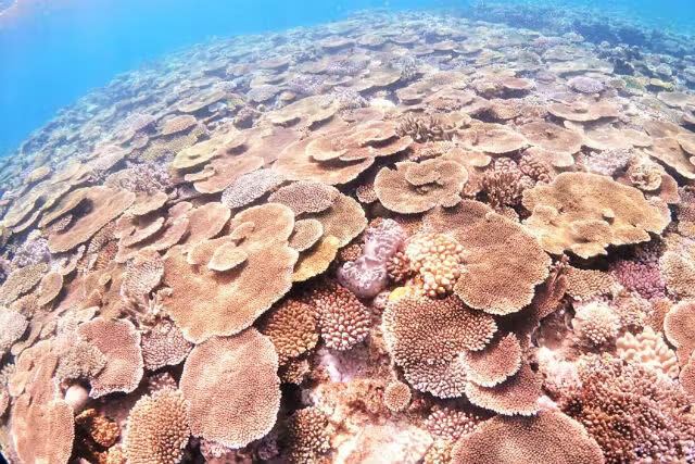 Okinawa EGG diving Cosplay & Snorkeling Experience - Who will get the most from this experience