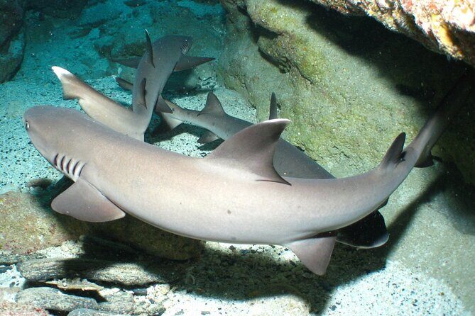 Okinawa: From Naha: 1 day Kerama Islands diving license required - Final Thoughts