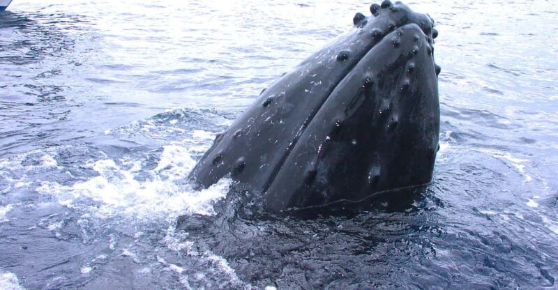 Okinawa: From Naha: Kerama Islands 1-day snorkeling tour - FAQ