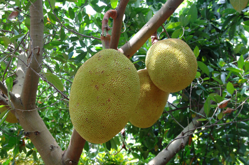 Okinawa Fruits Land Ticket - Follow the checkpoints through the Fruits Zone