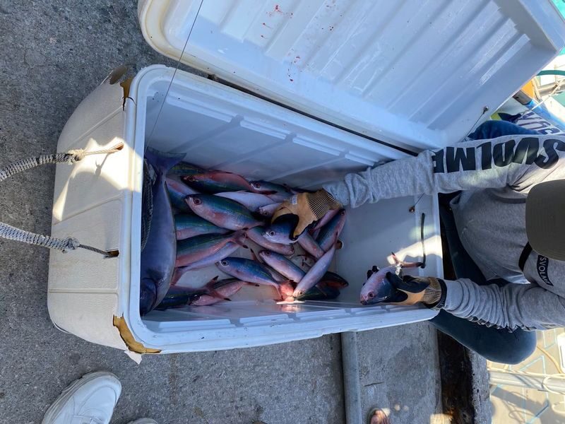 Okinawa Half-Day Fishing Charter (includes fishing gear and bait, ages 3+ welcome) - Sun, waves and the comfort factor