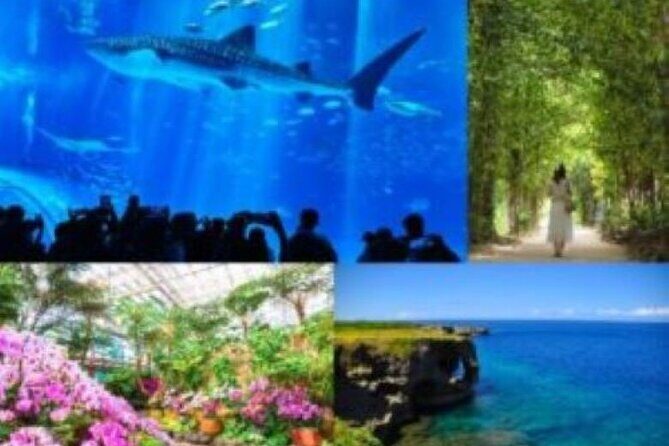 Okinawa Hip-hop Bus B - 2 Course Tour (Okinawa Churaumi Aquarium) - Key Points